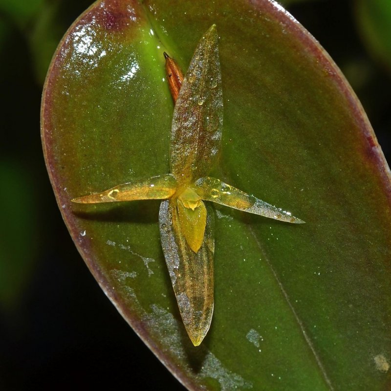 Pleurothallis amparoana