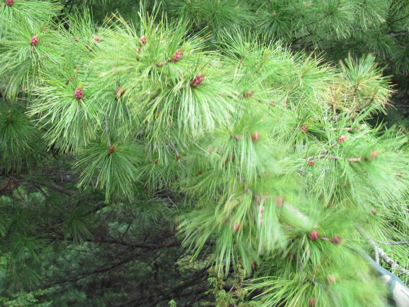 Кедр корейский Pinus koraiensis