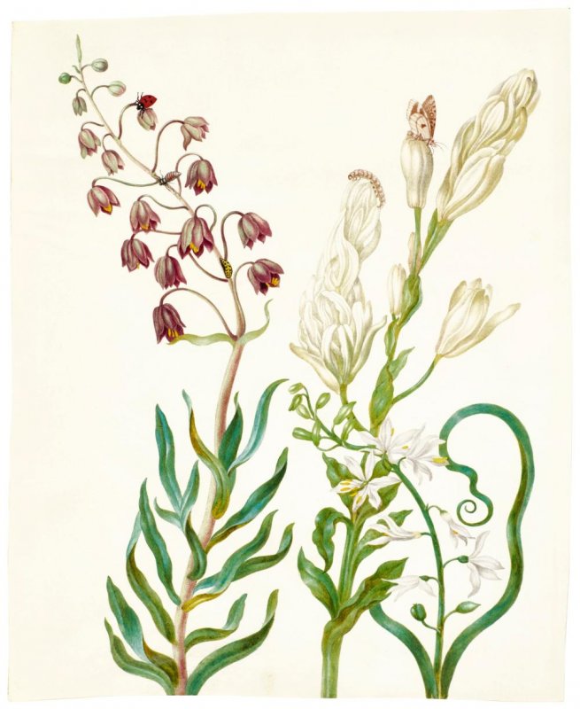 Йоханна Хелена херольт 1668-1723