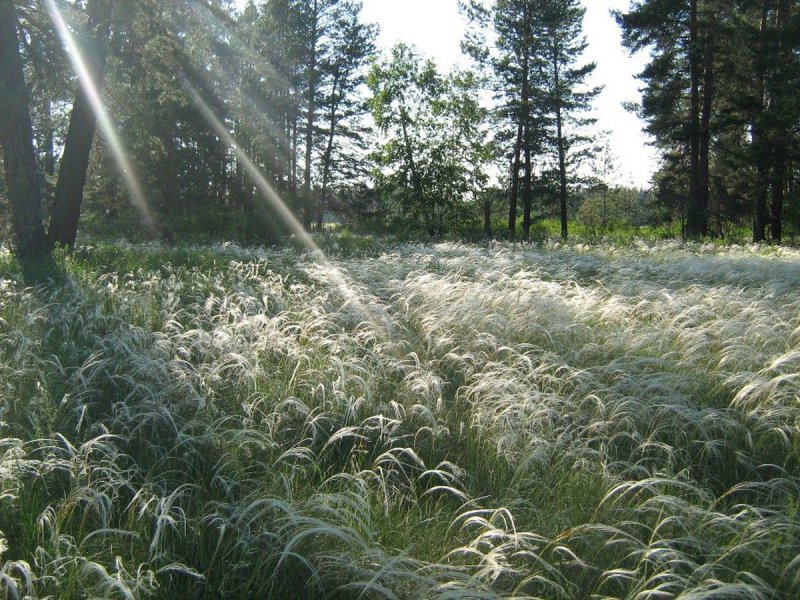 Бузулукский Бор серебристые ковыли