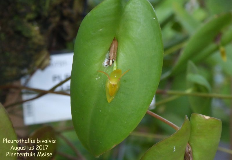 Pleurothallis stenostachia