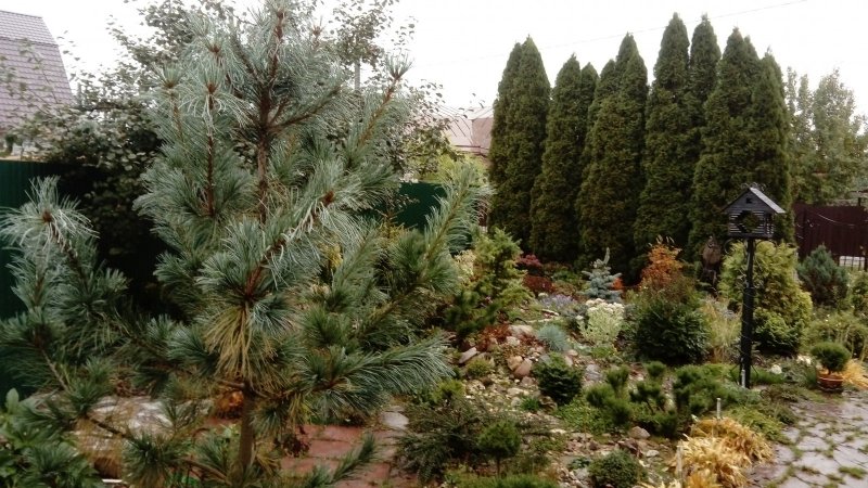 Сосна корейская - Pinus koraiensis
