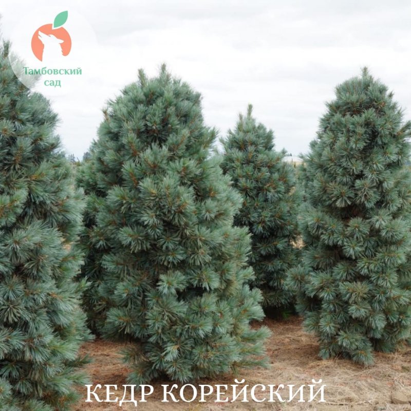 Сосна корейская - Pinus koraiensis