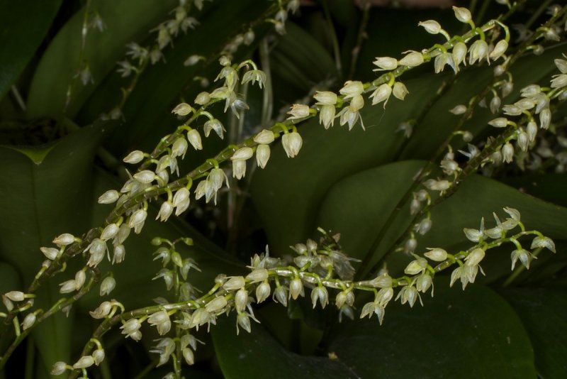 Stelis lynniana