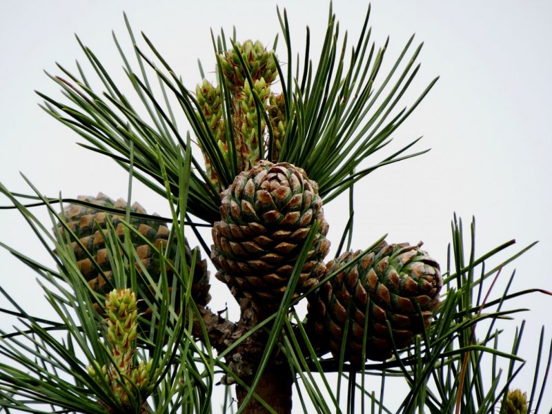 Pinus koraiensis 'Baishan'