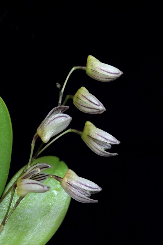 Pleurothallis teaguei