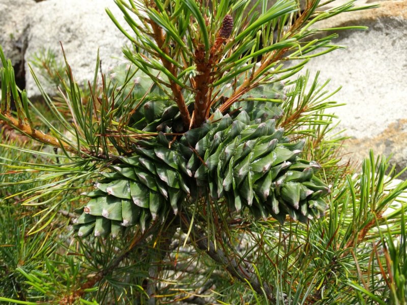 Сосна корейская -Pinus koraiensis гербарий