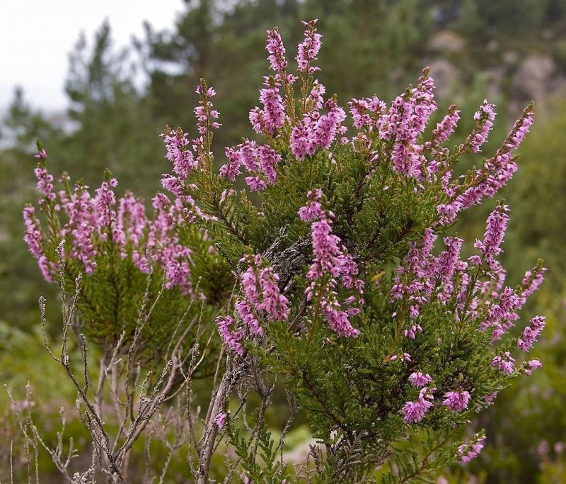 Calluna vulgaris (Вереск обыкновенный) 'Bonita'