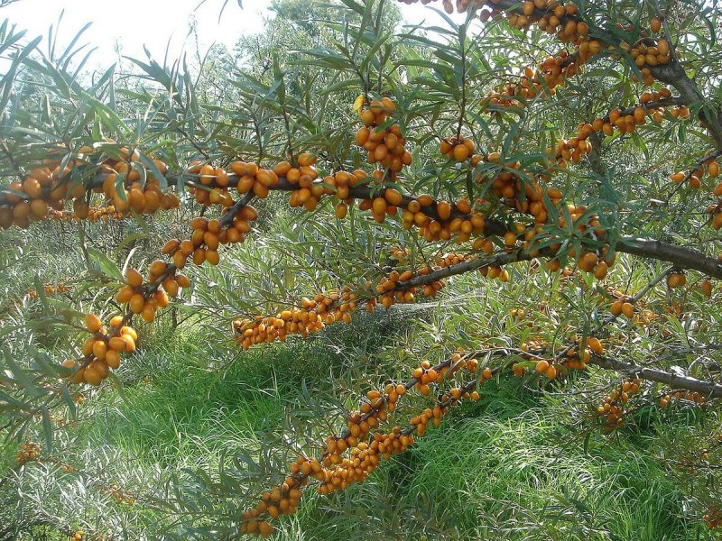 Облепиха куст или дерево (59 фото)