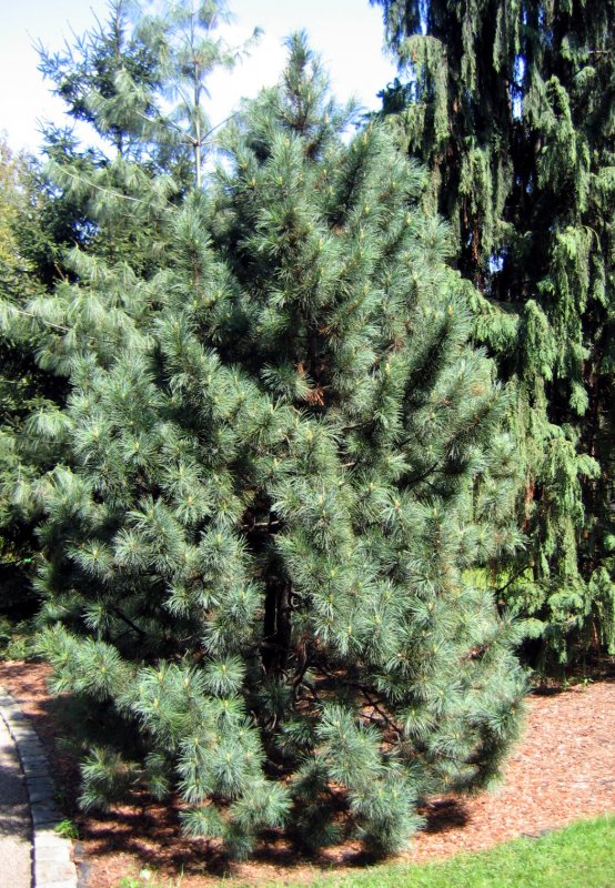 Сосна Кедровая корейская (Pinus koraiensis)