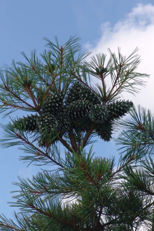 Кедр Дальневосточный (Pinus koraiensis)