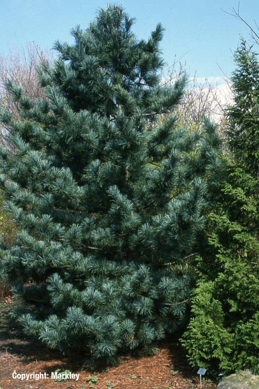 Кедр Дальневосточный (Pinus koraiensis)