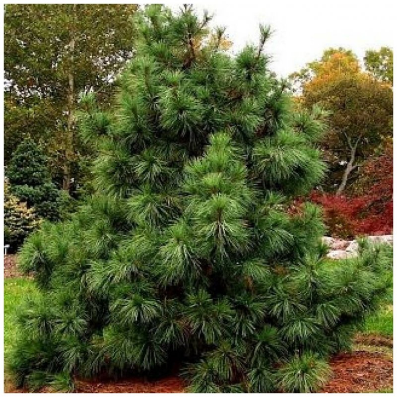 Кедр Дальневосточный (Pinus koraiensis)