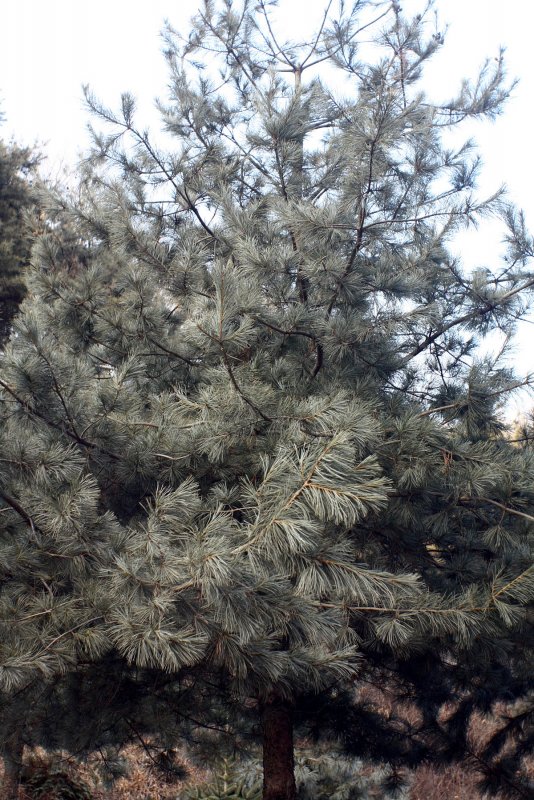 Сосна корейская - Pinus koraiensis