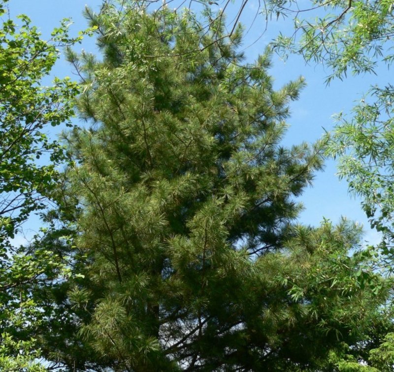 Кедр корейский Pinus koraiensis