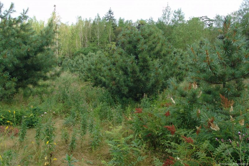 Корейский кедр на Дальнем востоке
