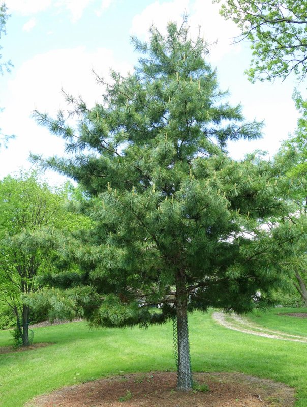 Pinus koraiensis шишки