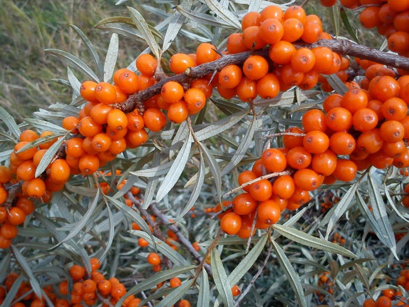 Hippophae rhamnoides облепиха крушиновая