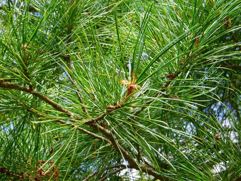 Кедр корейский Pinus koraiensis