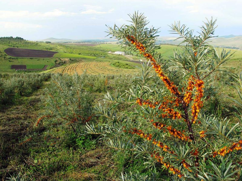 Облепиха крушиновидная (Hippophae rhamnoides)