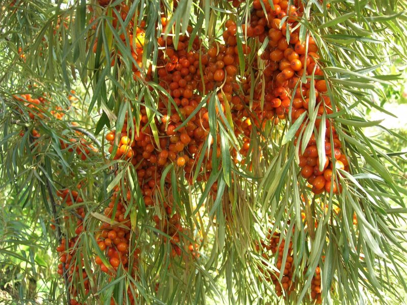 Облепиха Friesdorfer Orange