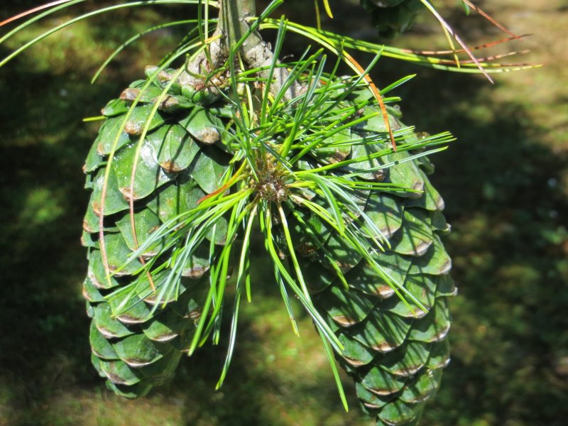 Сосна Кедровая Pinus sibirica