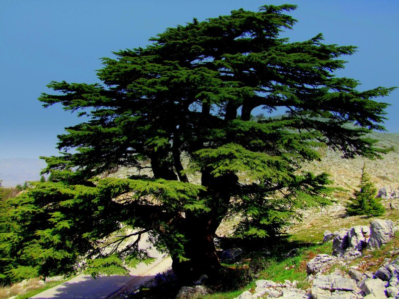 Сосна - Pinus koraiensis