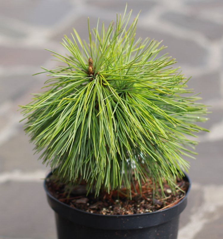 Кедр Дальневосточный (Pinus koraiensis)