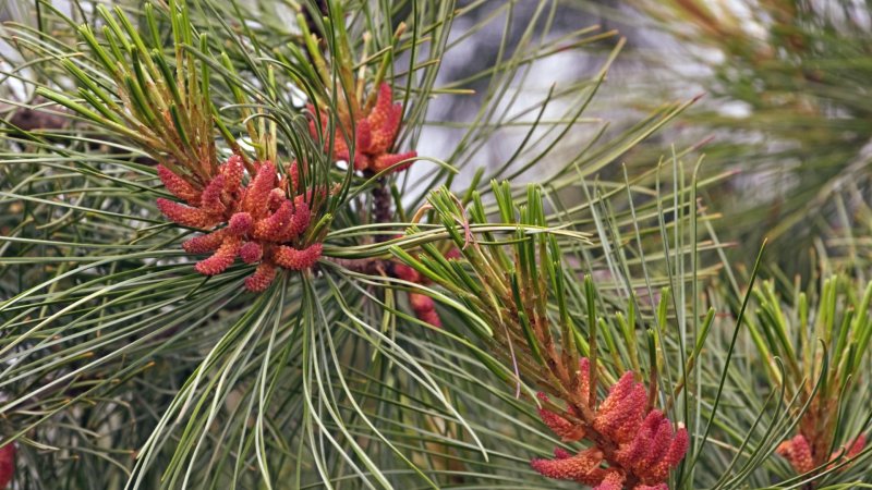 Pinus koraiensis