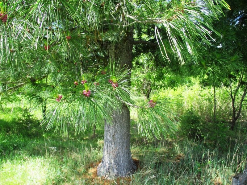 Pinus koraiensis 'Amur'