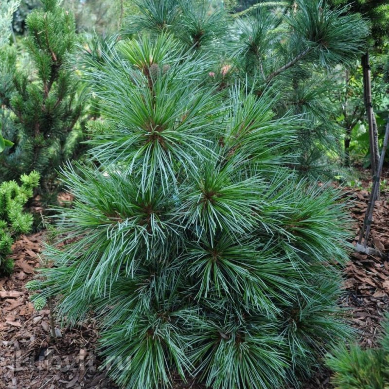 Сосна корейская - Pinus koraiensis