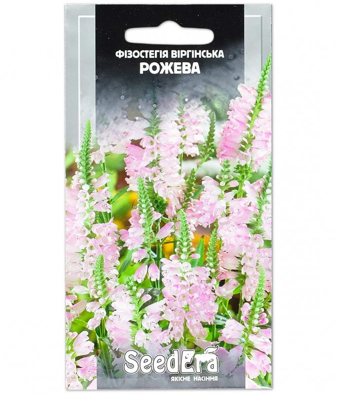 Физостегия виргинская "rosea"