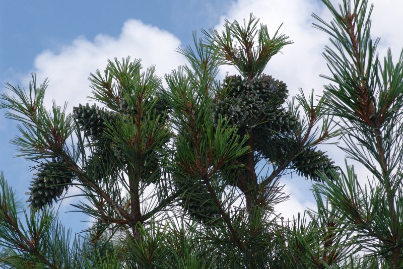 Кедр корейский Pinus koraiensis