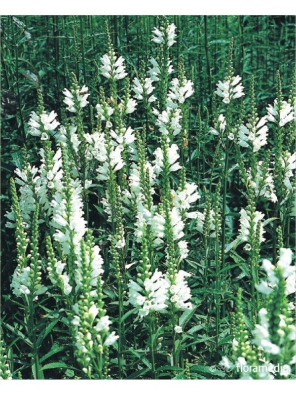 Физостегия виргинская (Physostegia virginiana`rosea`)