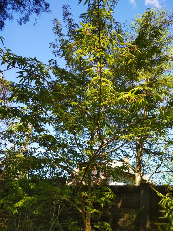 Pinus koraiensis 'Silveray'