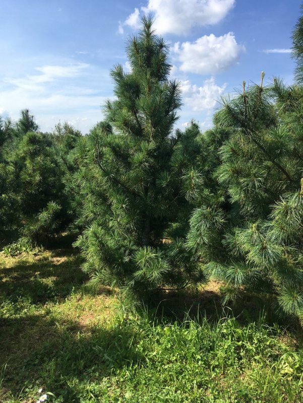 Сосна корейская - Pinus koraiensis