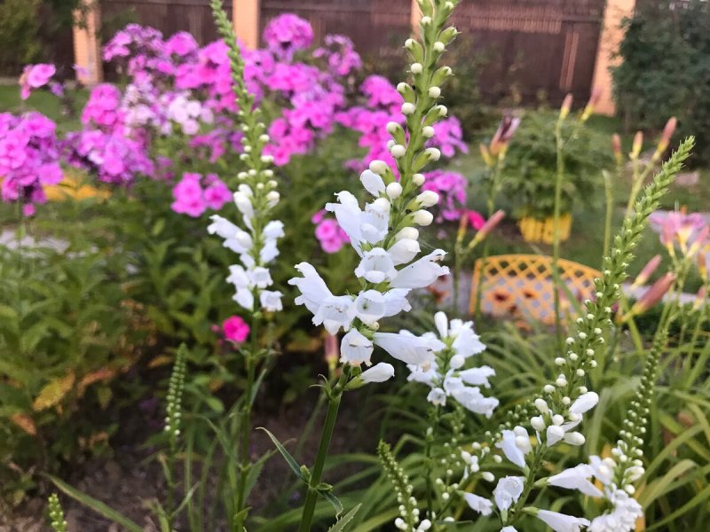 Physostegia virginiana