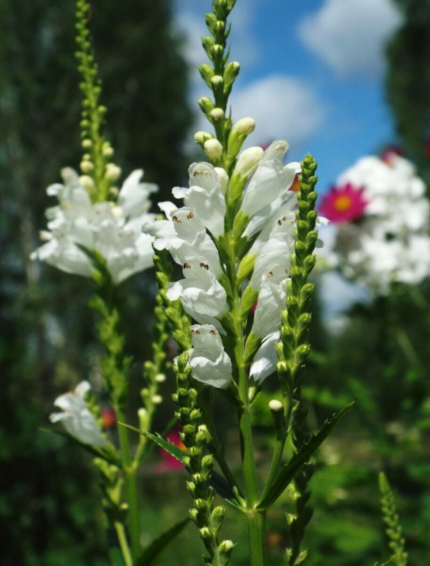 Физостегия виргинская (Physostegia virginiana`rosea`)