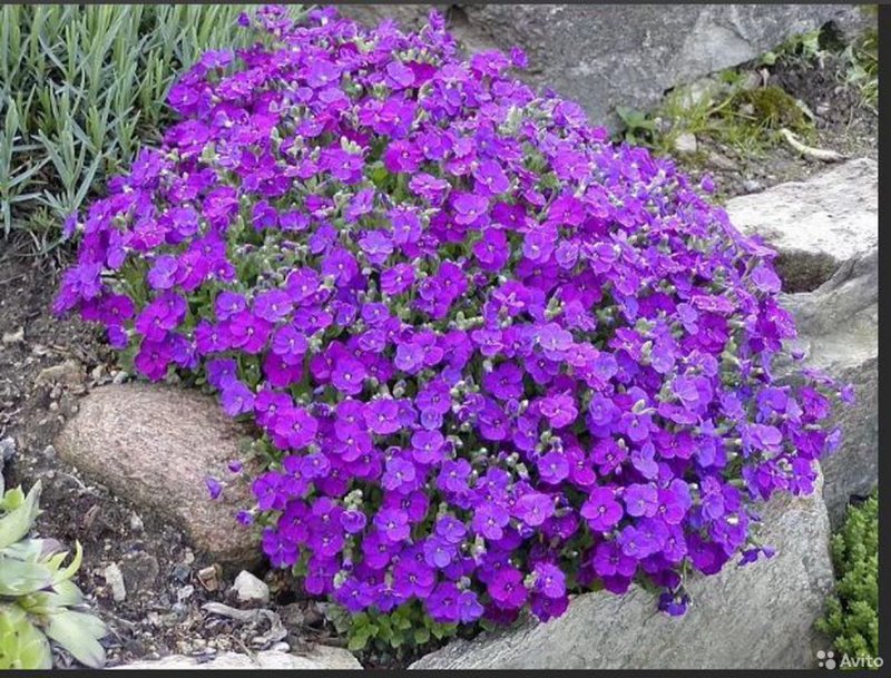 Aubrieta deltoidea Обриета дельтовидная