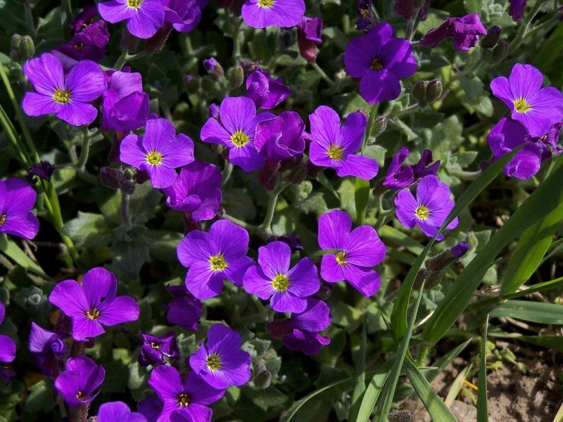 Обриета Royal Violet
