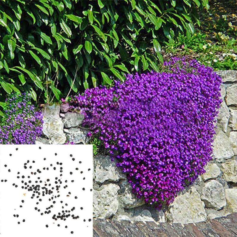 Aubrieta deltoidea Обриета дельтовидная