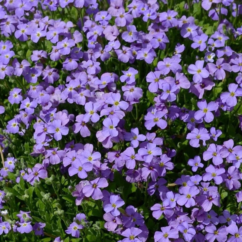 Обриета Cascade Blue