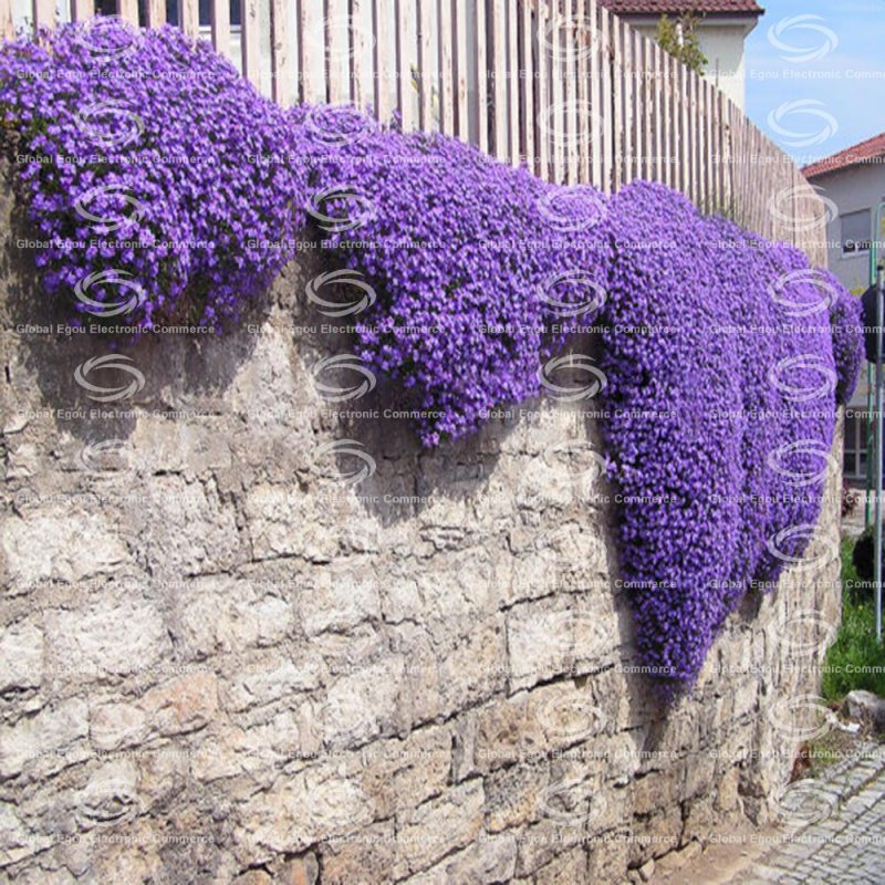 Aubrieta 'Cascade Purple'