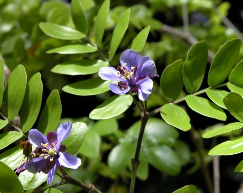 Гваякум Guaiacum officinale