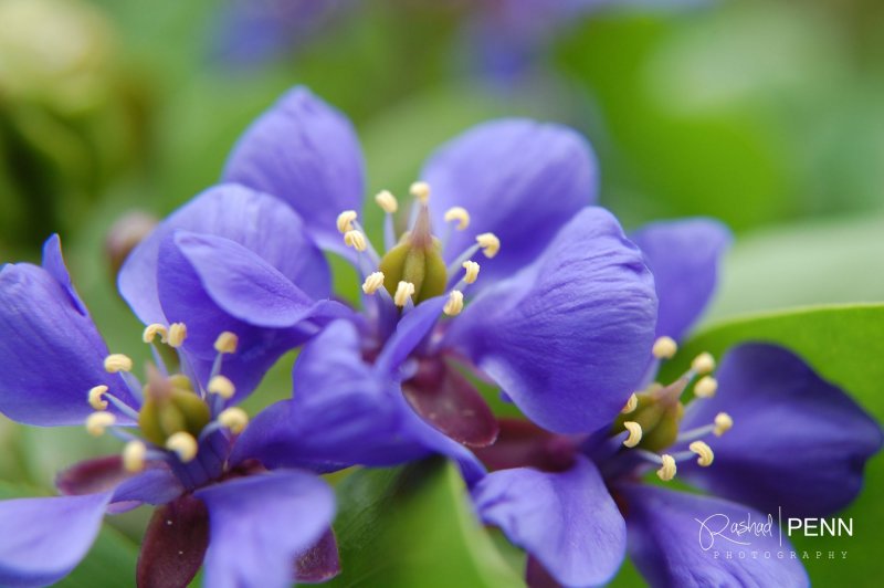 Гваякум Guaiacum officinale