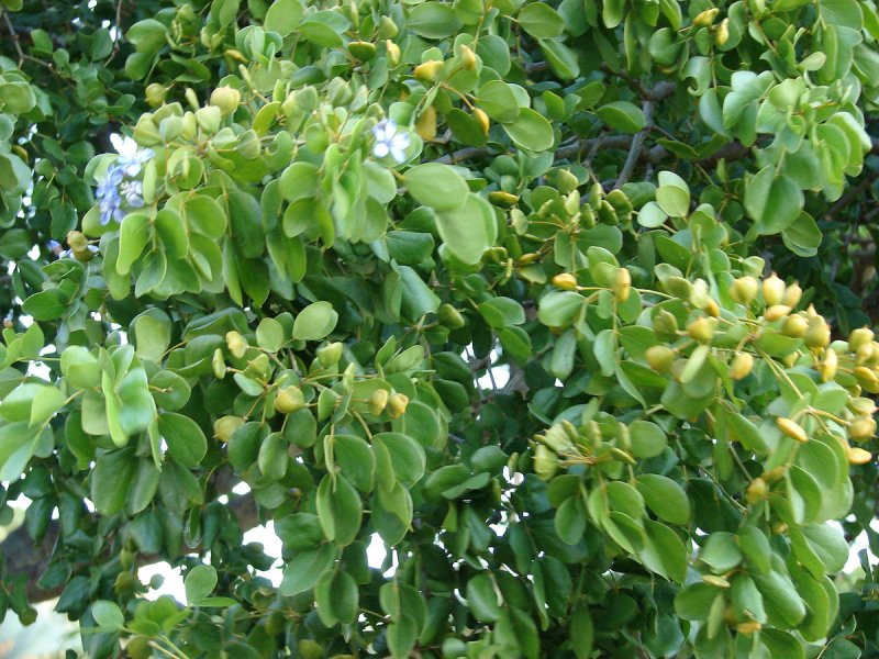 Guajacum officinale