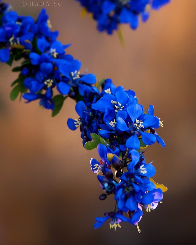 Arbor vitae дерево