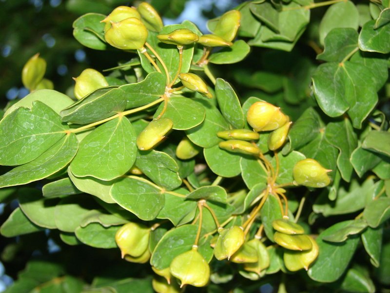 Ареал Lignum vitae