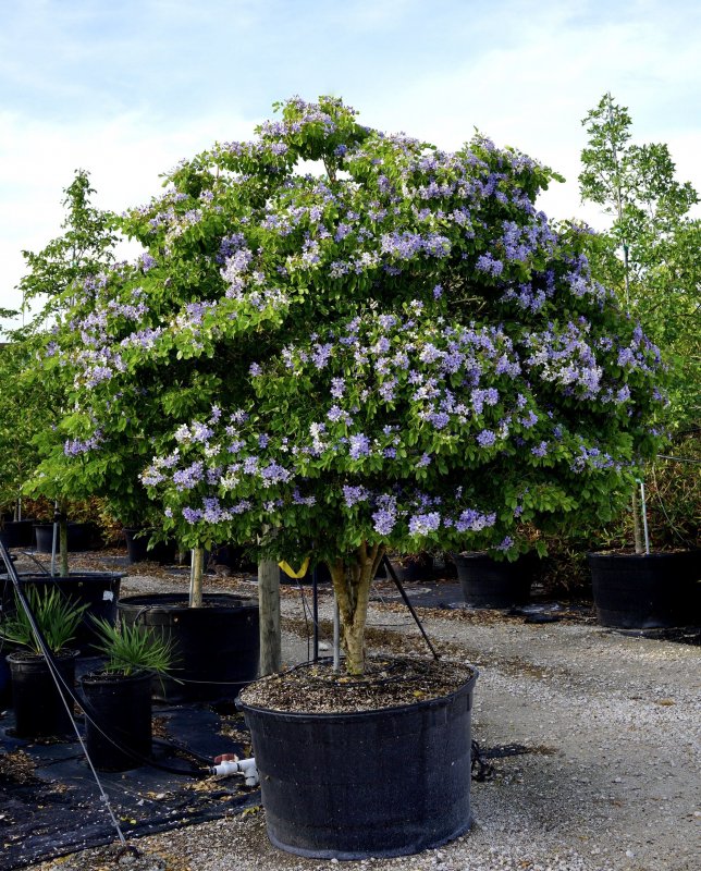 Lignum vitae Guaiacum officinale