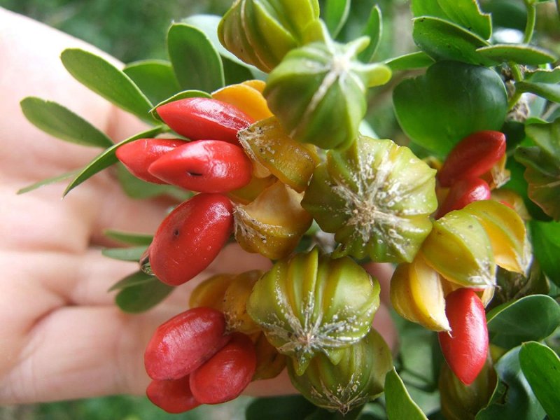 Lignum vitae дерево